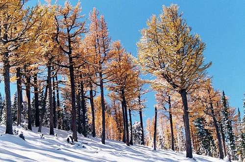 Subalpine larches color the...