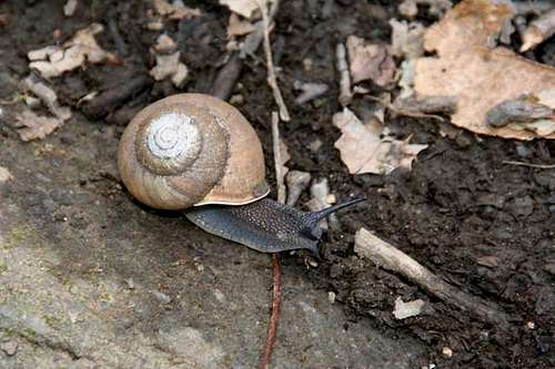 Trail snail