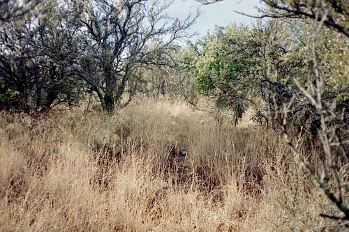 A view of the thick brush at...