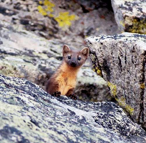 Another view of the marten we...