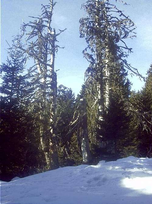 Larches are still there: in a...