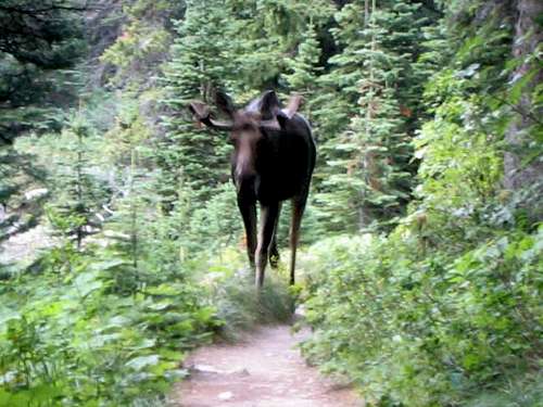 A moose encountered on the...