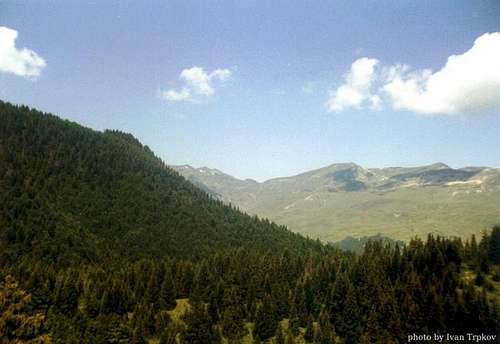 Pine forest on Shar Planina