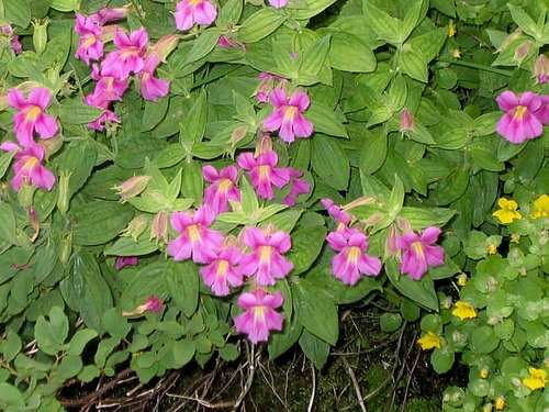 Flowers along the Grinnell...