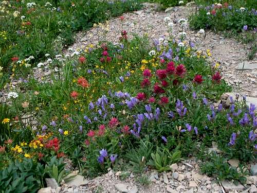 A variety of wild flowers...