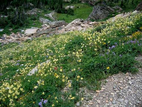 A field of Columbine along...