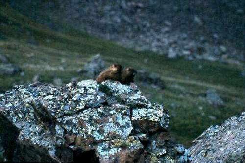 Marmots getting close on the...