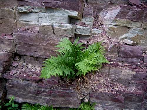 A fern growing out of the...