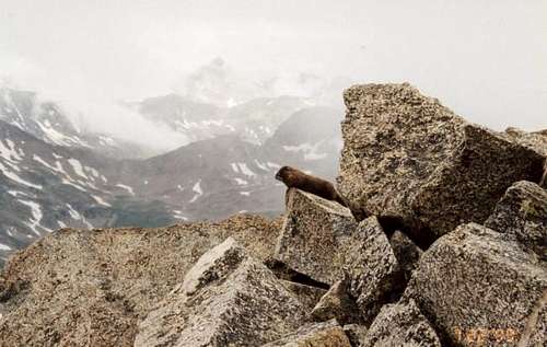 A marmot on the summit of...