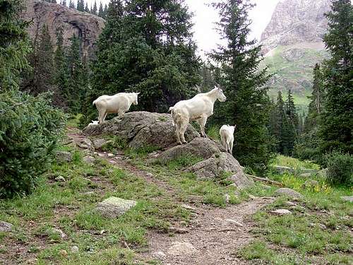 Mountain Goats posing on...