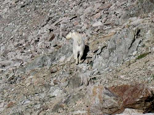 Mountain Goats are amazing...