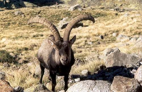 Male Gredos ibex