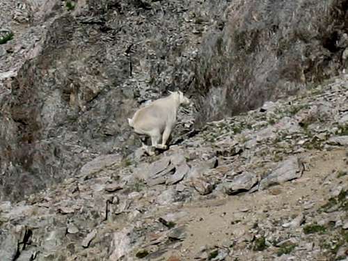 Mountain Goat Running From Me