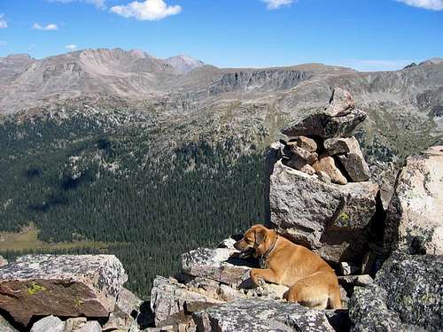 My dog on the summit of...