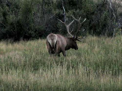 You may see Elk near Steele...