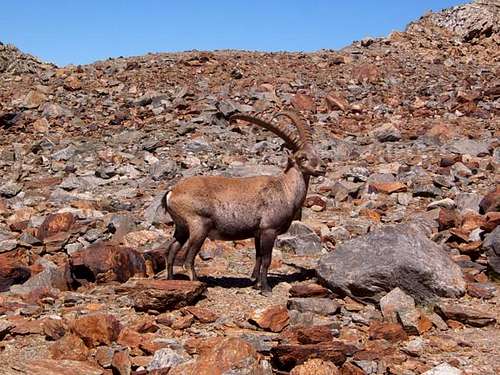 A wild goat on the scree...