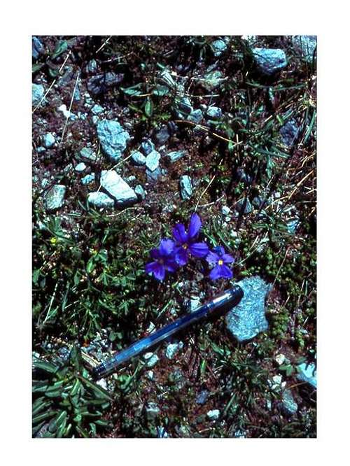 A plant of Alpi Graie - Viola...