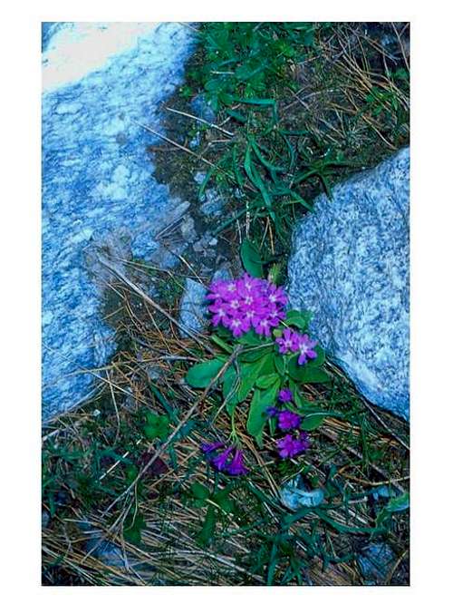 A plant of Alpi Graie -...