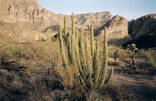Organ pipe cactus in Estes...