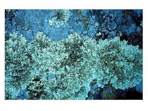 Lichens of Alpi Graie, July...
