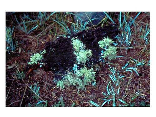 Lichens of Alpi Graie, July...