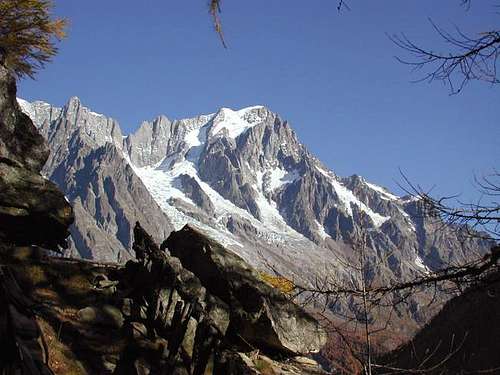 Grandes Jorasses between the larches