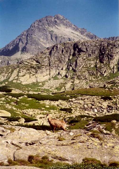 Chamois in the Mlynicka...