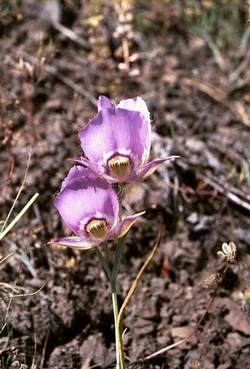 Broadfruit Mariposa (Calochortus nitidus)