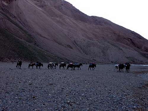 Mules near Casa de Piedra....