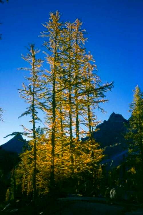 Larch in fall color. Sherpa...
