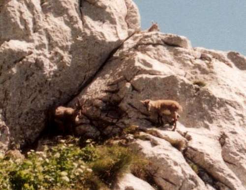 Ibex babies on the Dent...