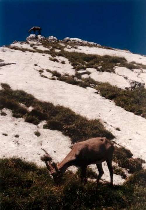 Ibex on the leaning...