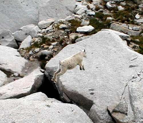 Small mountain goat caught in...