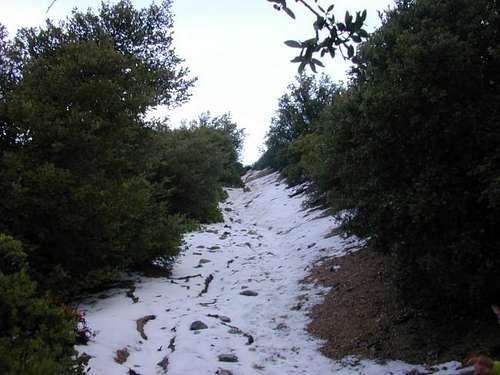 Trail to Mt. Carmel summit is...