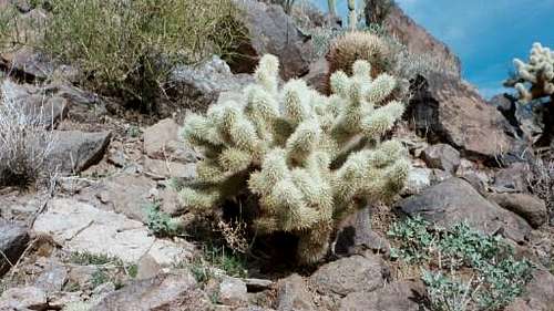 cholla (jumping) cactus