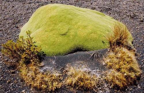 Unusual altiplano vegetation.