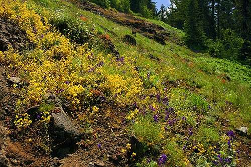 Wildflowers at Iron Mountain