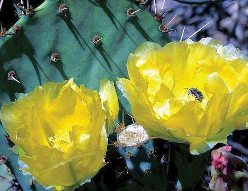 Honeybee on Cactus Flower