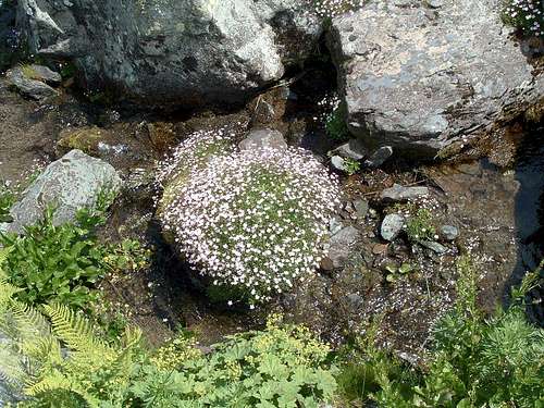 Island in the stream