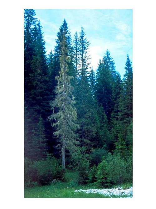 A spruce...