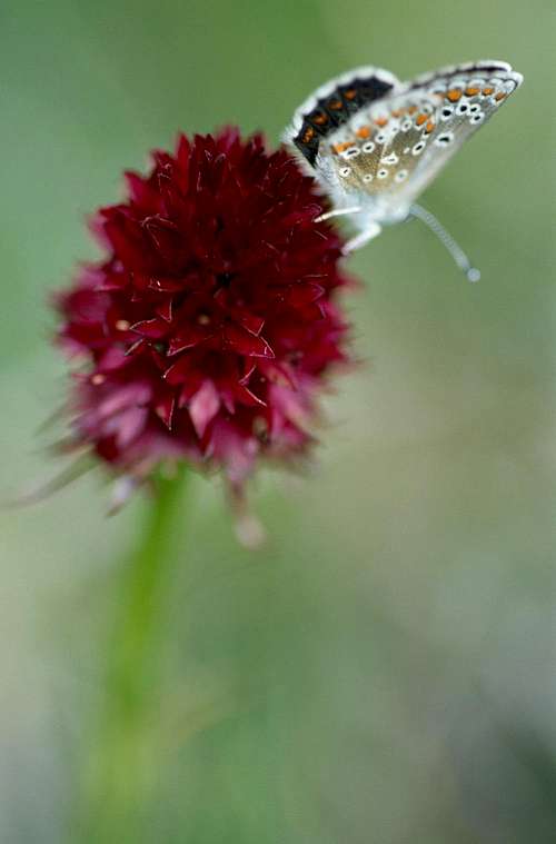 Orchid Butterfly