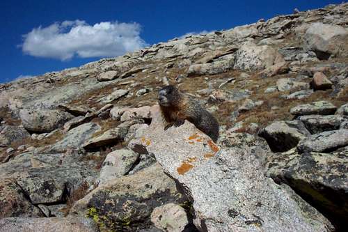 Sunbathing marmot