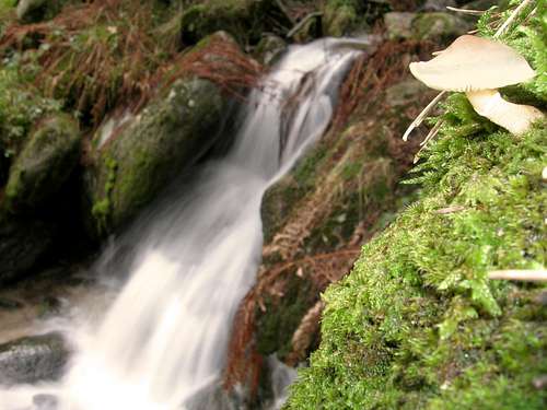 Mushroom and cascade