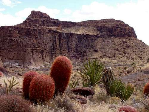 Barrel Cacti near Hole in the Wall