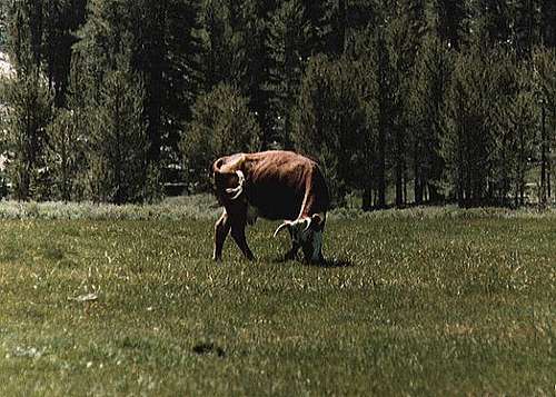 Cow Posing in Mulkey Meadow
