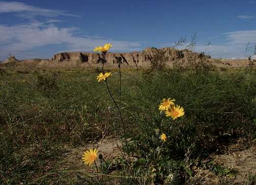 Desert Sunflower