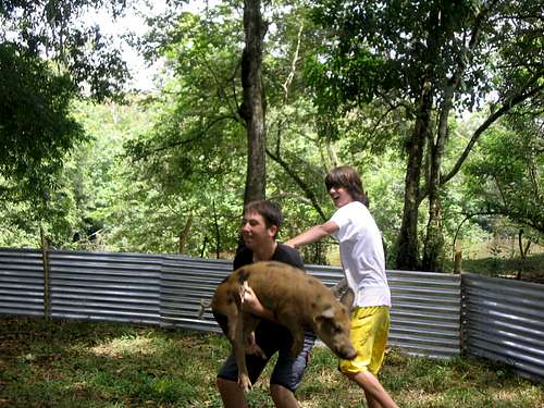 Pig Wrestling in Costa Rica
