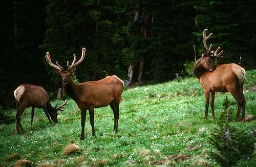 Elk near Milner Pass