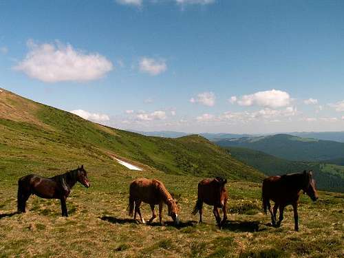 Horses on main ridge