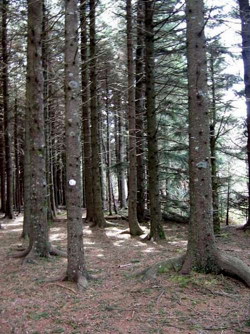 Spruce forest.